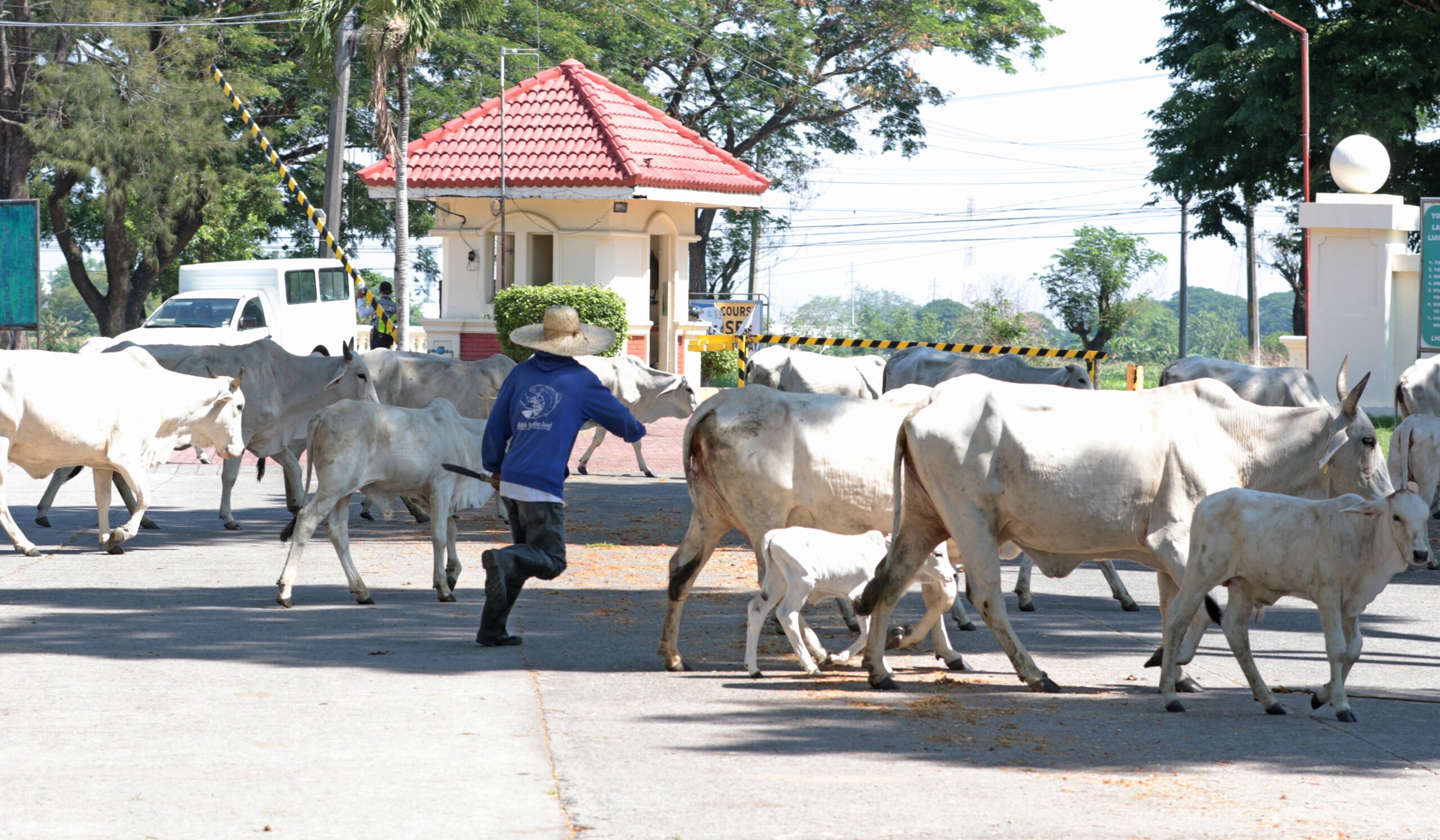 Poe seeks tougher animal welfare standards, pushes DA to take active role