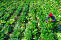 Veggie farmers soon to see cold storage facilities in Taguig