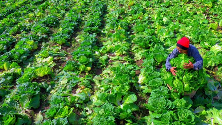 (Photo: Philippine Department of Agriculture)