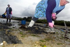 Spain’s Galicia struggles with mass shellfish die-off