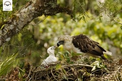 3 million trees for the Philippine Eagle