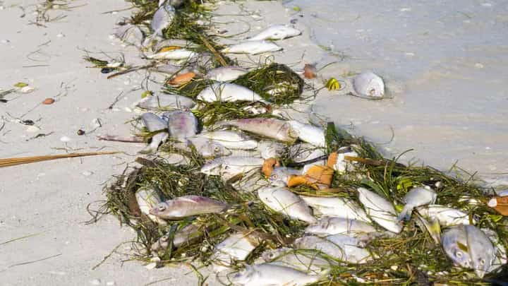 Red tide invades 4 Samar bays anew