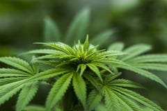 Senators: Ensure safeguards in medical marijuana bill