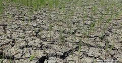 El Niño causes P109-M agricultural loss in Phl; Iloilo hardest hit