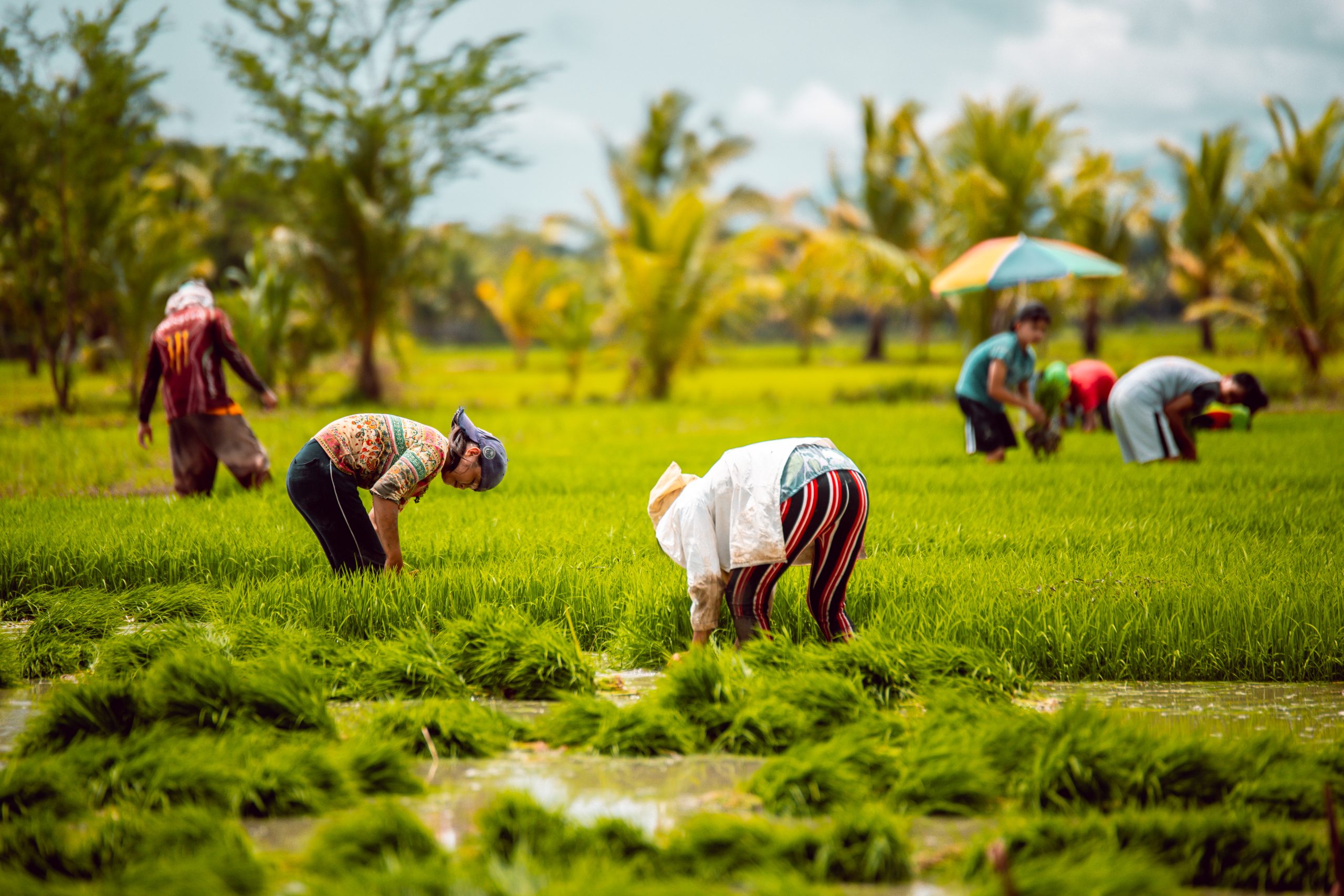 DA staff to pursue food security in face of El Niño