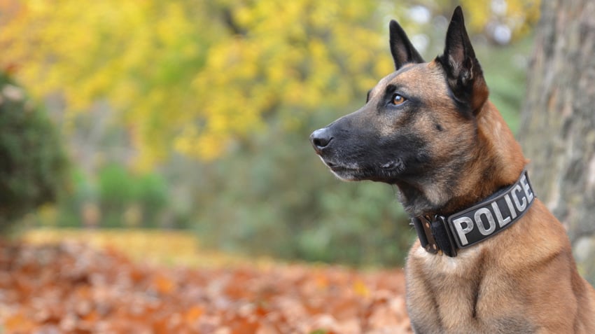 Iloilo seeks K9 help