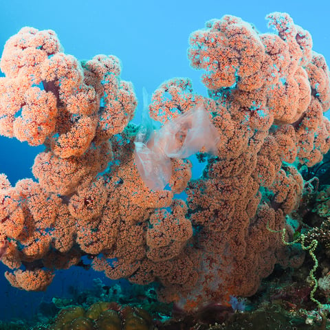 Southern Leyte seascape protection gets House nod
