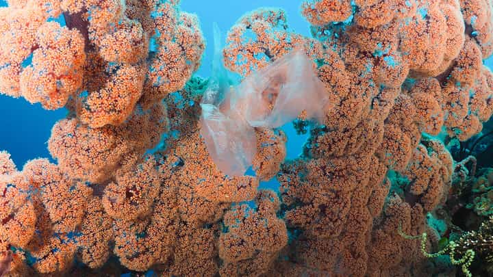 Photograph Courtesy of Oceana Philippines/fb