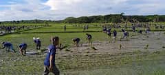 BuCor transfer 500 PDLs to Iwahig