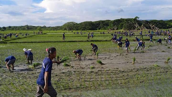 FILE: Persons deprived of liberty at the Ihawig Prison and Penal Farm tend the 500-hectare land in Palawan for rice farming on Monday morning.