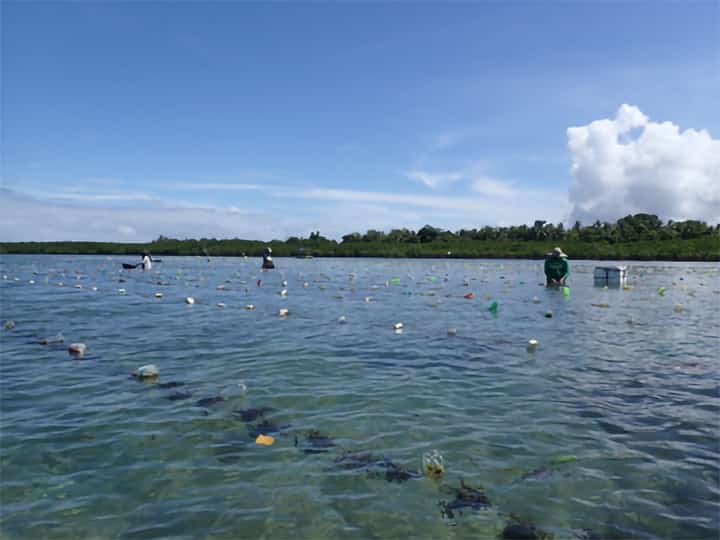 Study: Seaweed a resilient food solution in nuclear winter