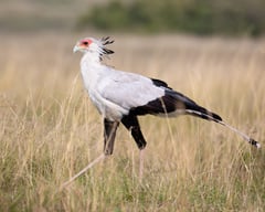 Africa’s large birds of prey facing ‘extinction crisis’ — study