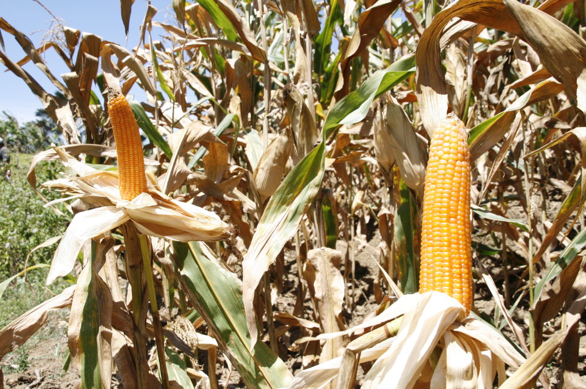 DA upgrading aid to Nueva Ecija, Tarlac vs. armyworm infestation 