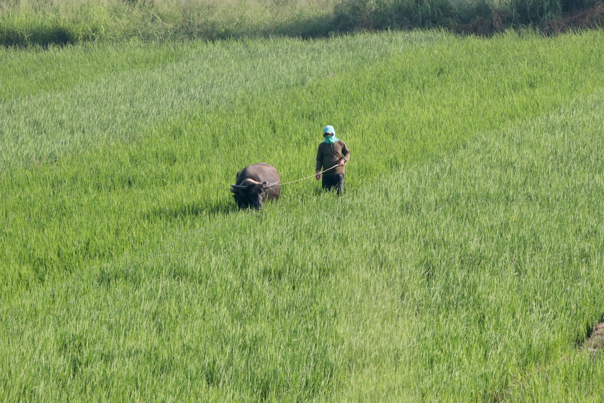 PhilRice: Inclement weather 'major factor' for rice sufficiency