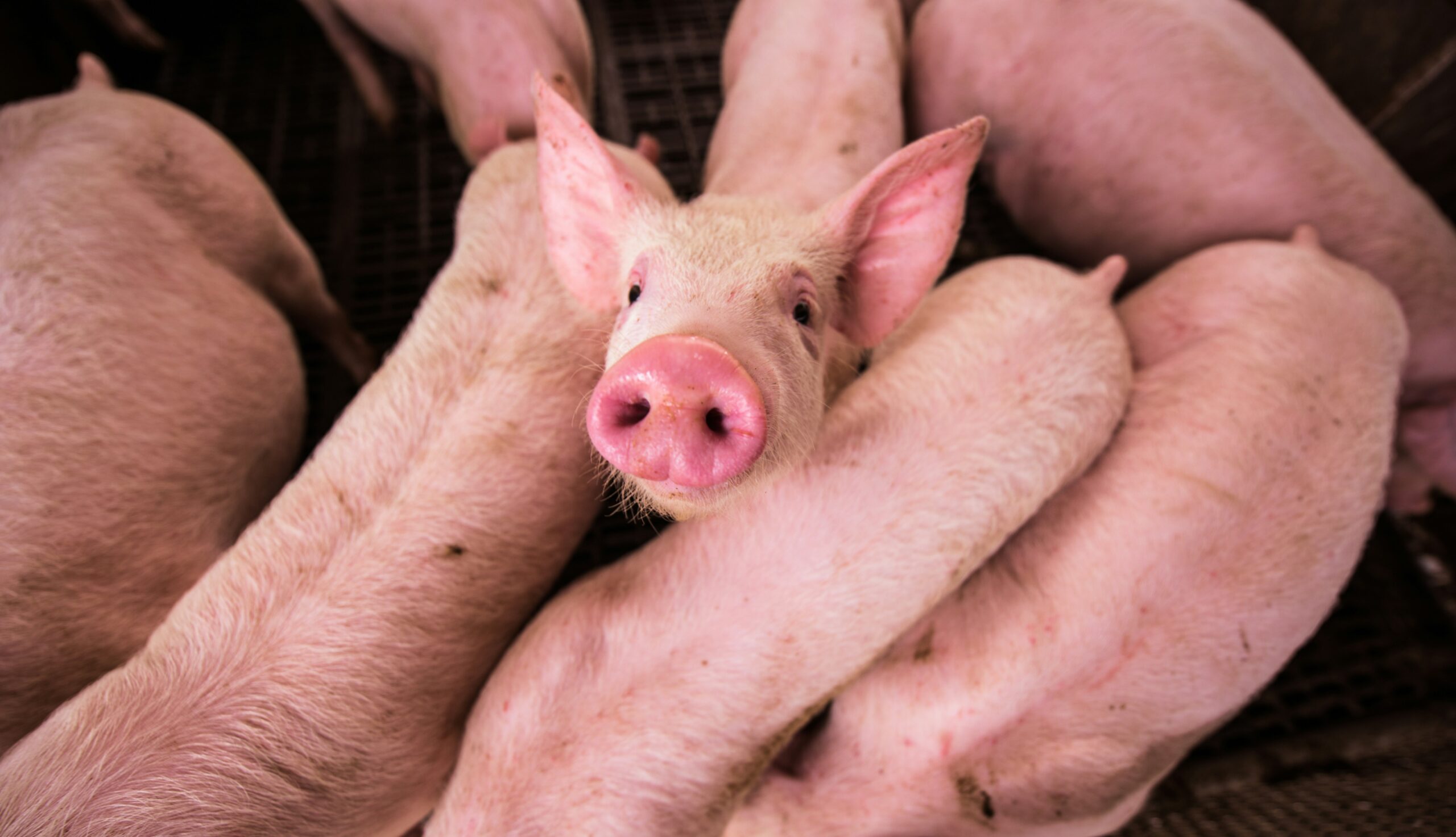 Aussie project for animal security