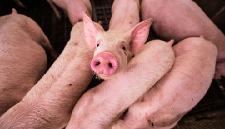 Aussie project for animal security