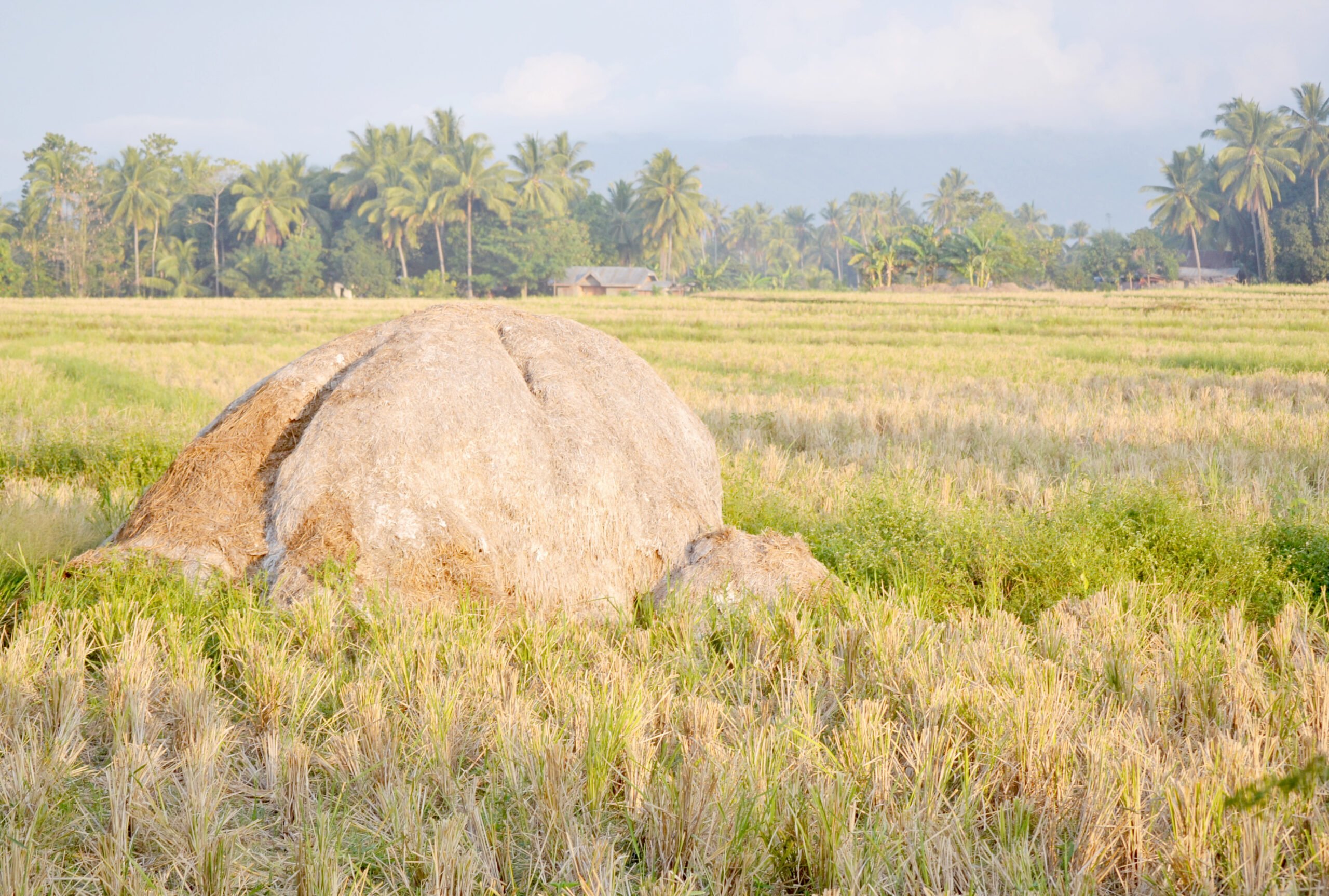 Converting rice straw into clean fuel