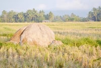 Converting rice straw into clean fuel