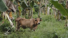 Happy cows taste best