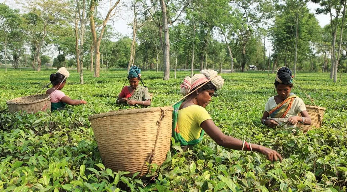  Tea Board Calls for Effective Adoption of Food Safety Standards by Industry