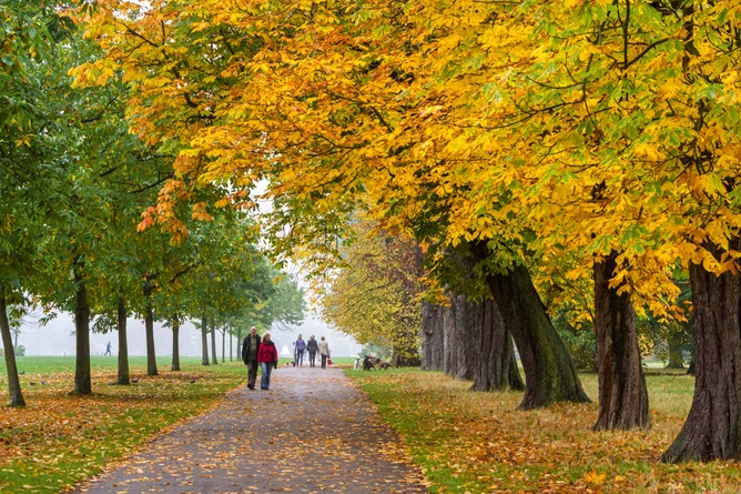 Autumnal trees, Hyde Park, London, England, UK.