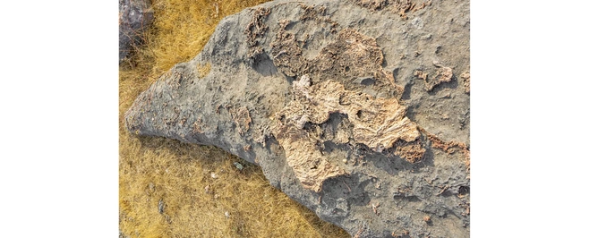 Fossils of dinosaur at the Balasinor park