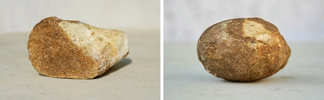 (left) A fossilised limb bone of a 
dinosaur on display (right) A fossilised Theropod egg on 
display