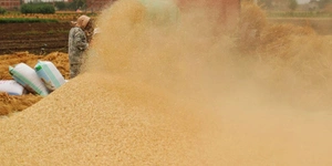 Govt curbs on wheat flour export as shipments rise 200% in April-July