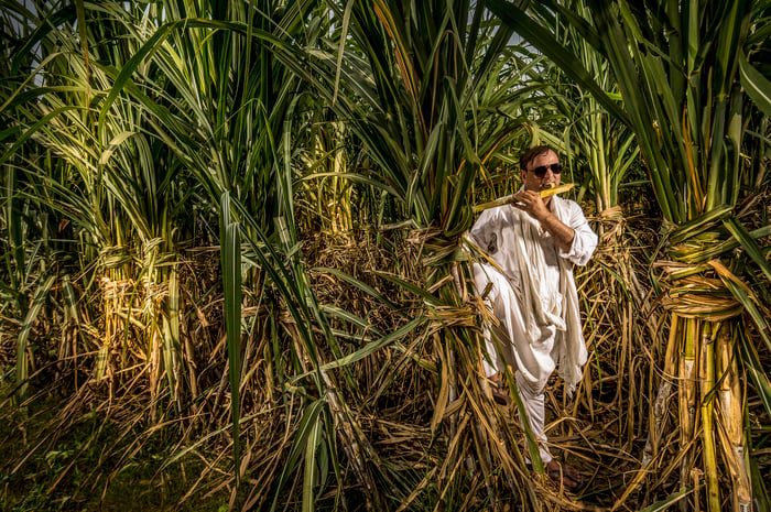 Stop controlling sugarcane prices, procurement & exports: WTO to India - Vimarsana News