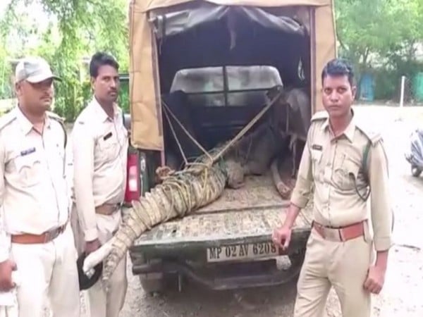 Crocodile enters villager's home in Madhya Pradesh; caught