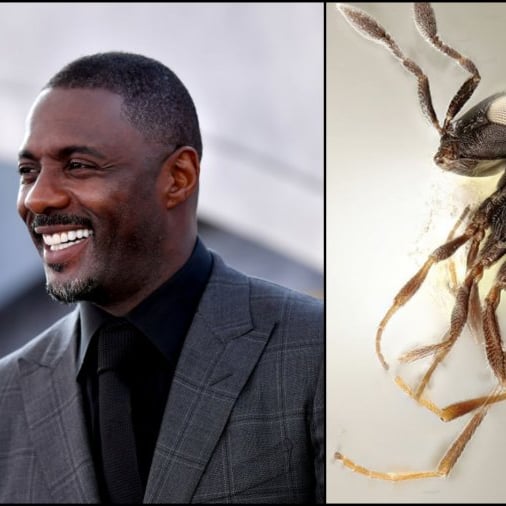 Wasp species named after British actor Idris Elba