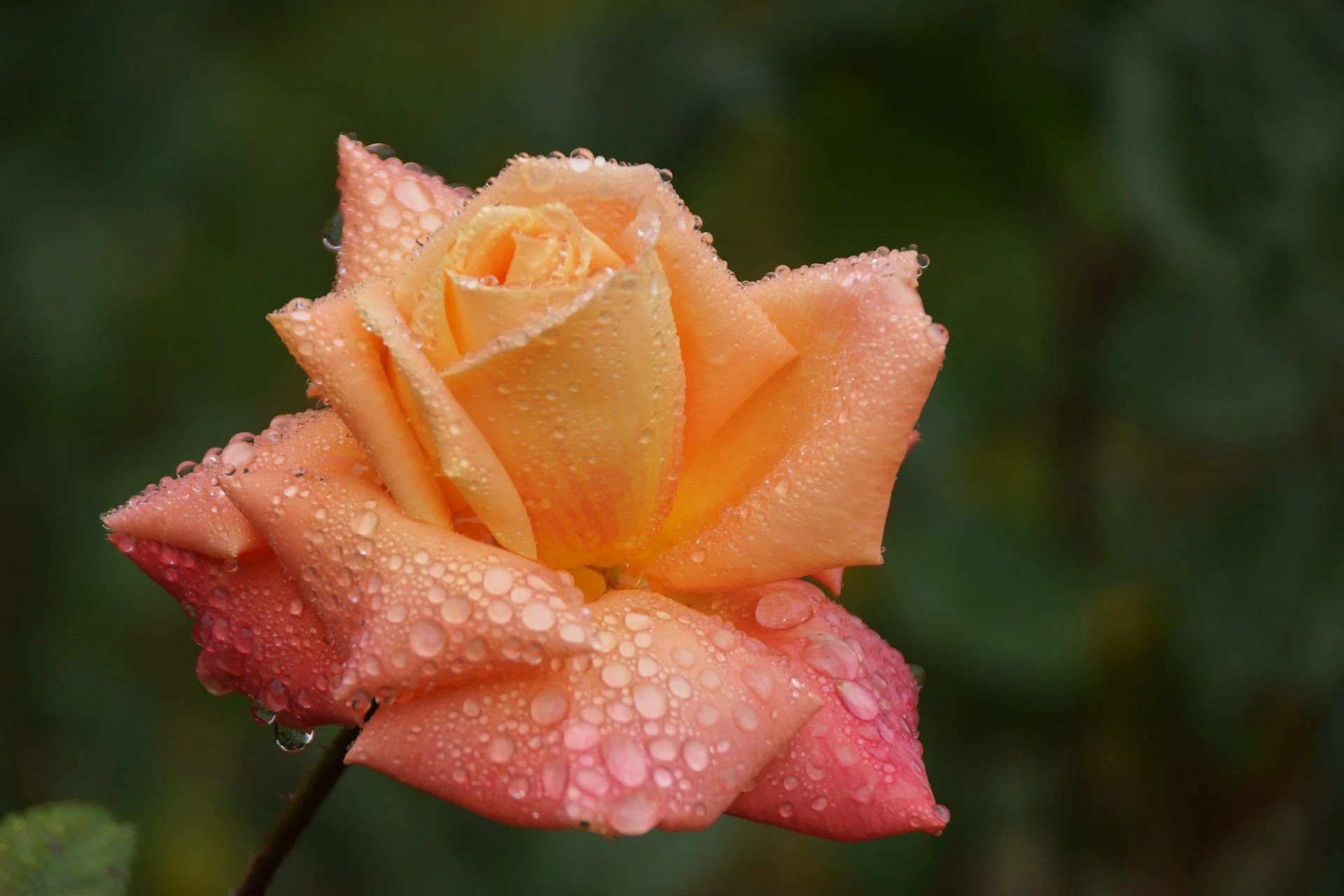 Rose Day 2020: What do different colours of roses mean?