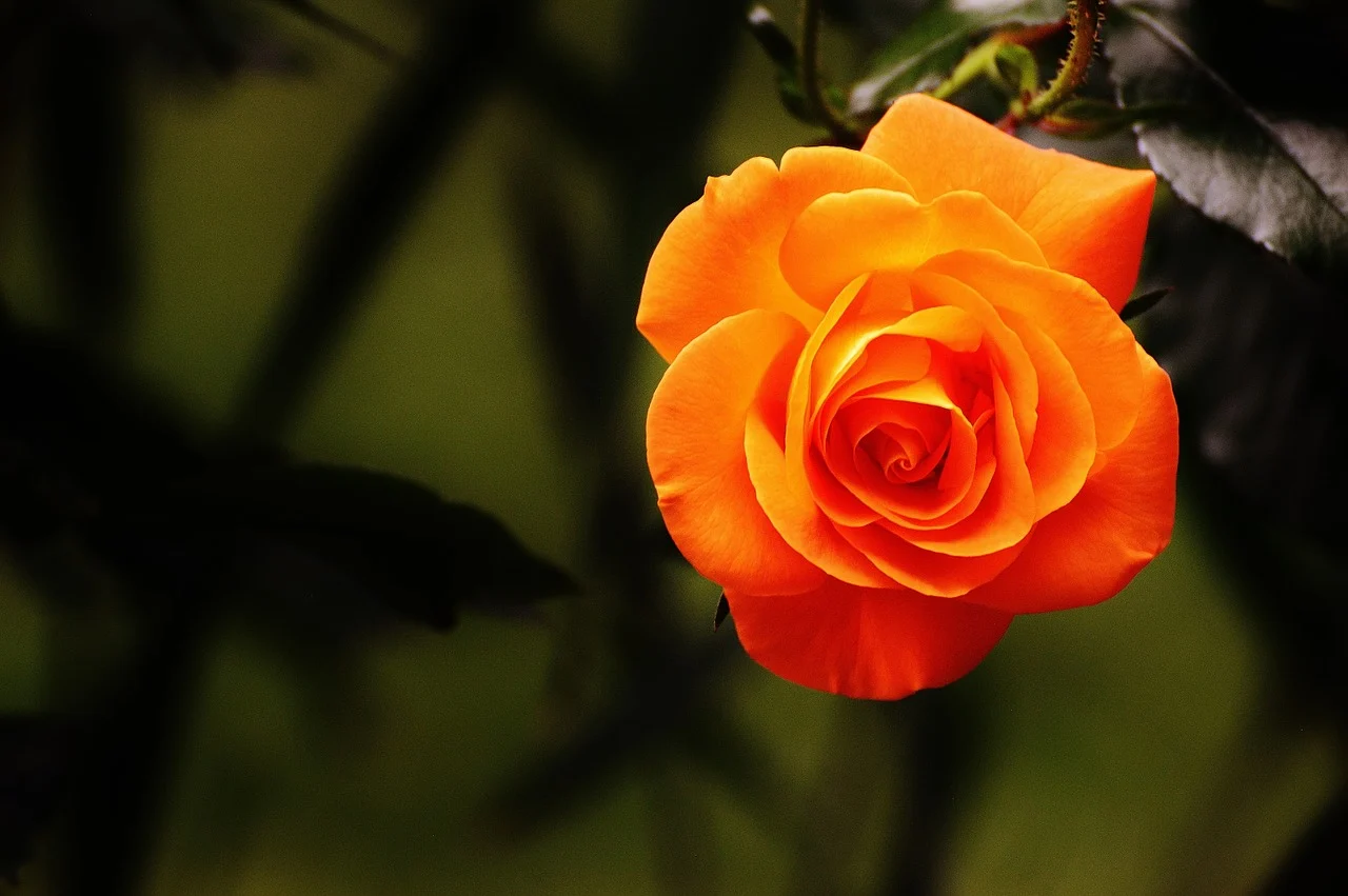Rose Day 2020: What do different colours of roses mean?