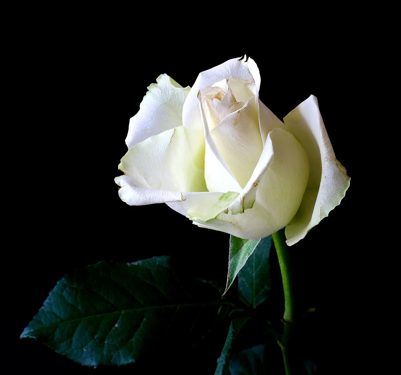 Rose Day 2020: What do different colours of roses mean?