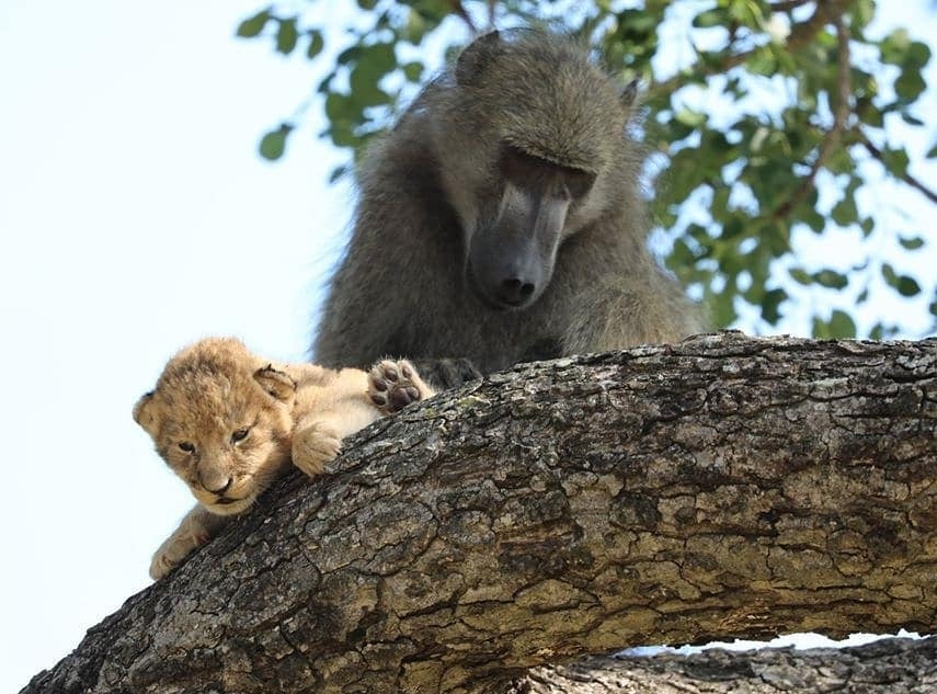 Baboon recreates Simba's iconic scene from 'The Lion King' after adopting cub