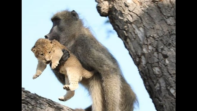 Baboon recreates Simba's iconic scene from 'The Lion King' after adopting cub