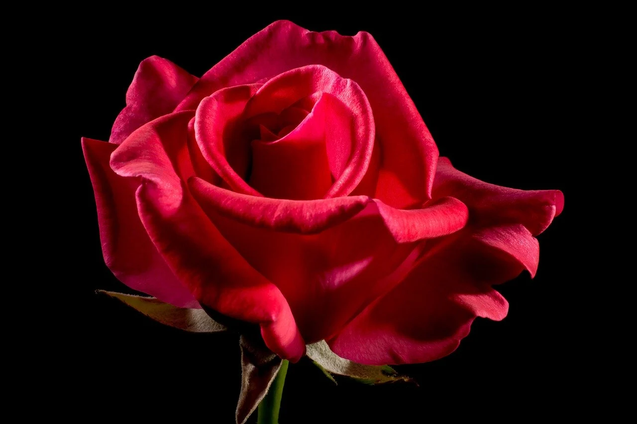Rose Day 2020: What do different colours of roses mean?