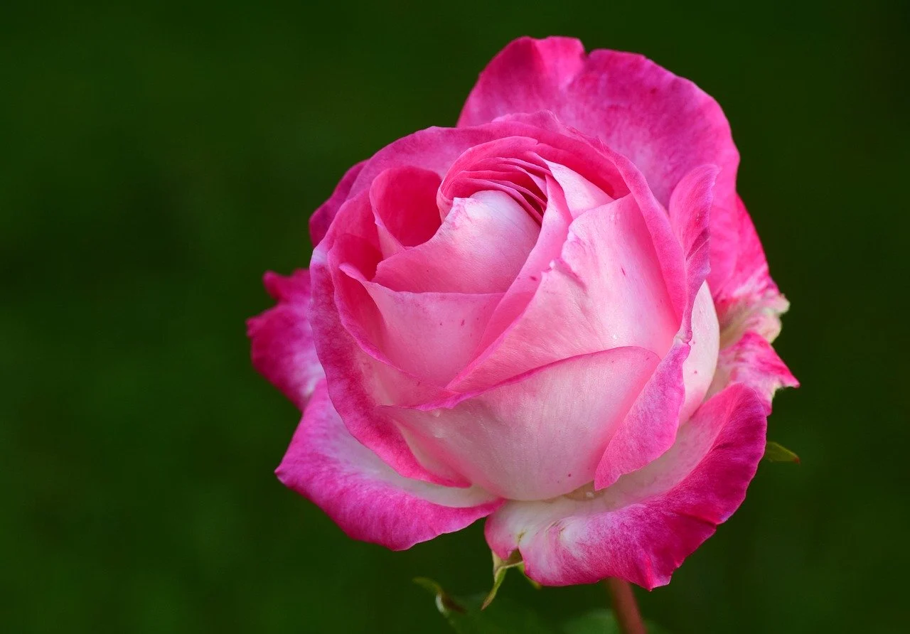 Rose Day 2020: What do different colours of roses mean?