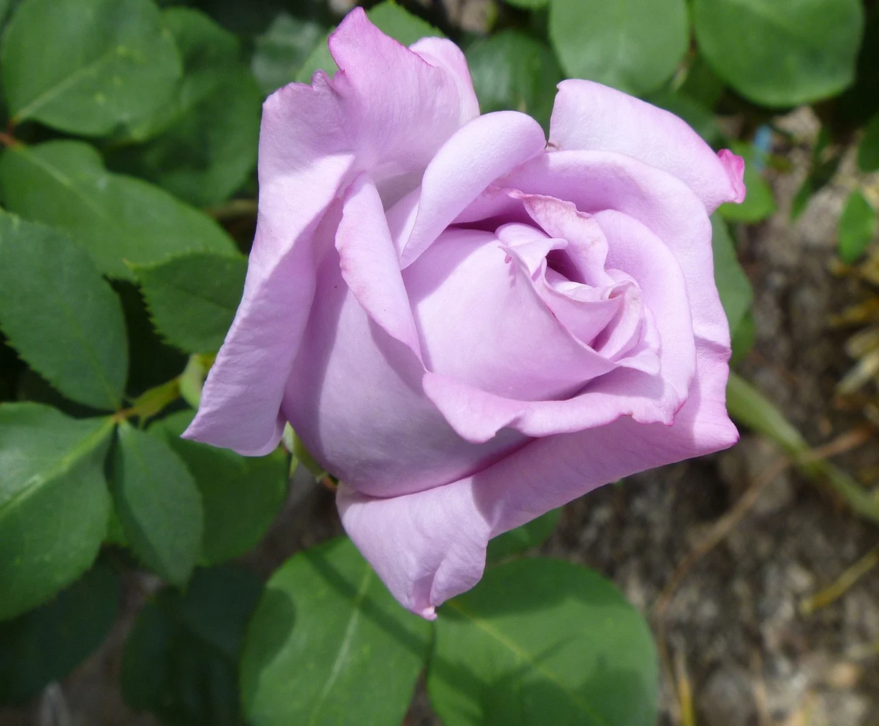 Rose Day 2020: What do different colours of roses mean?