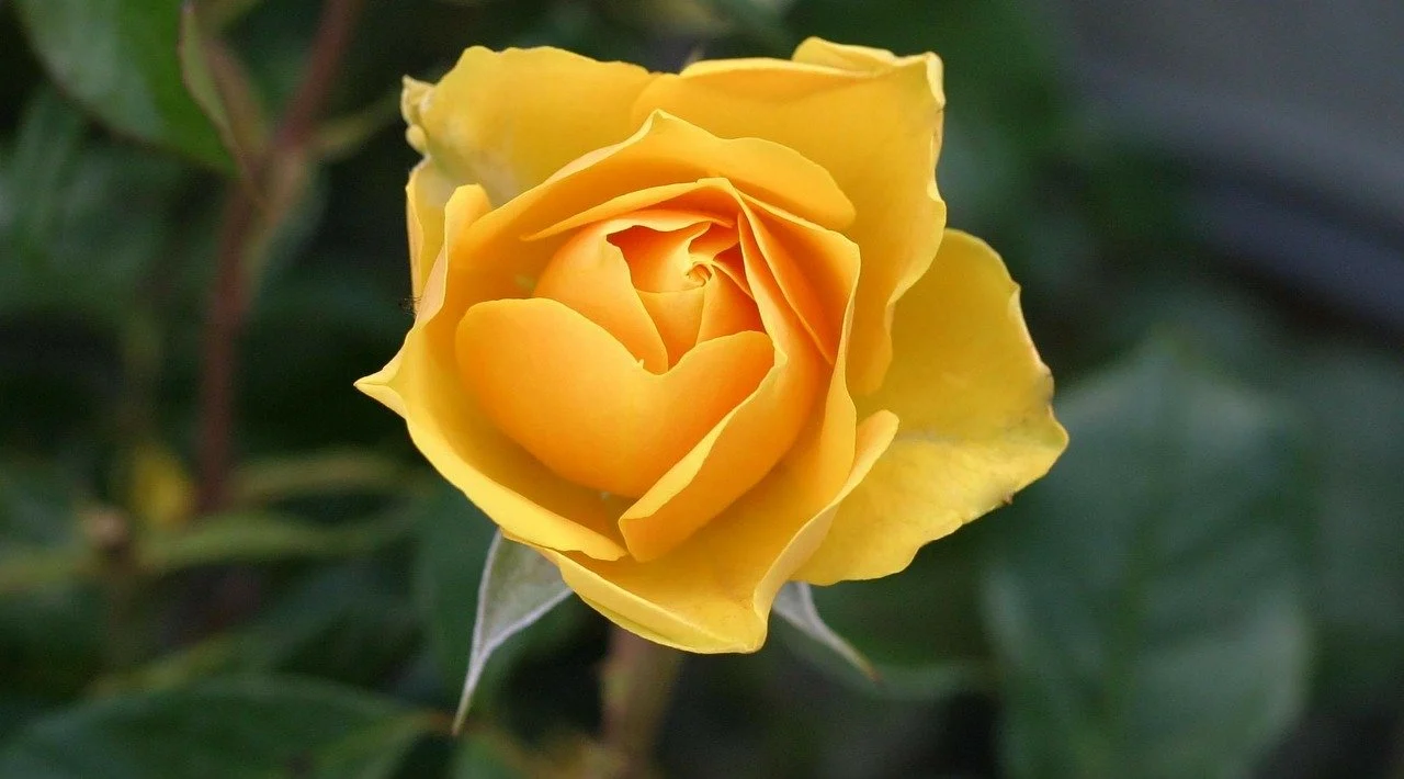 Rose Day 2020: What do different colours of roses mean?