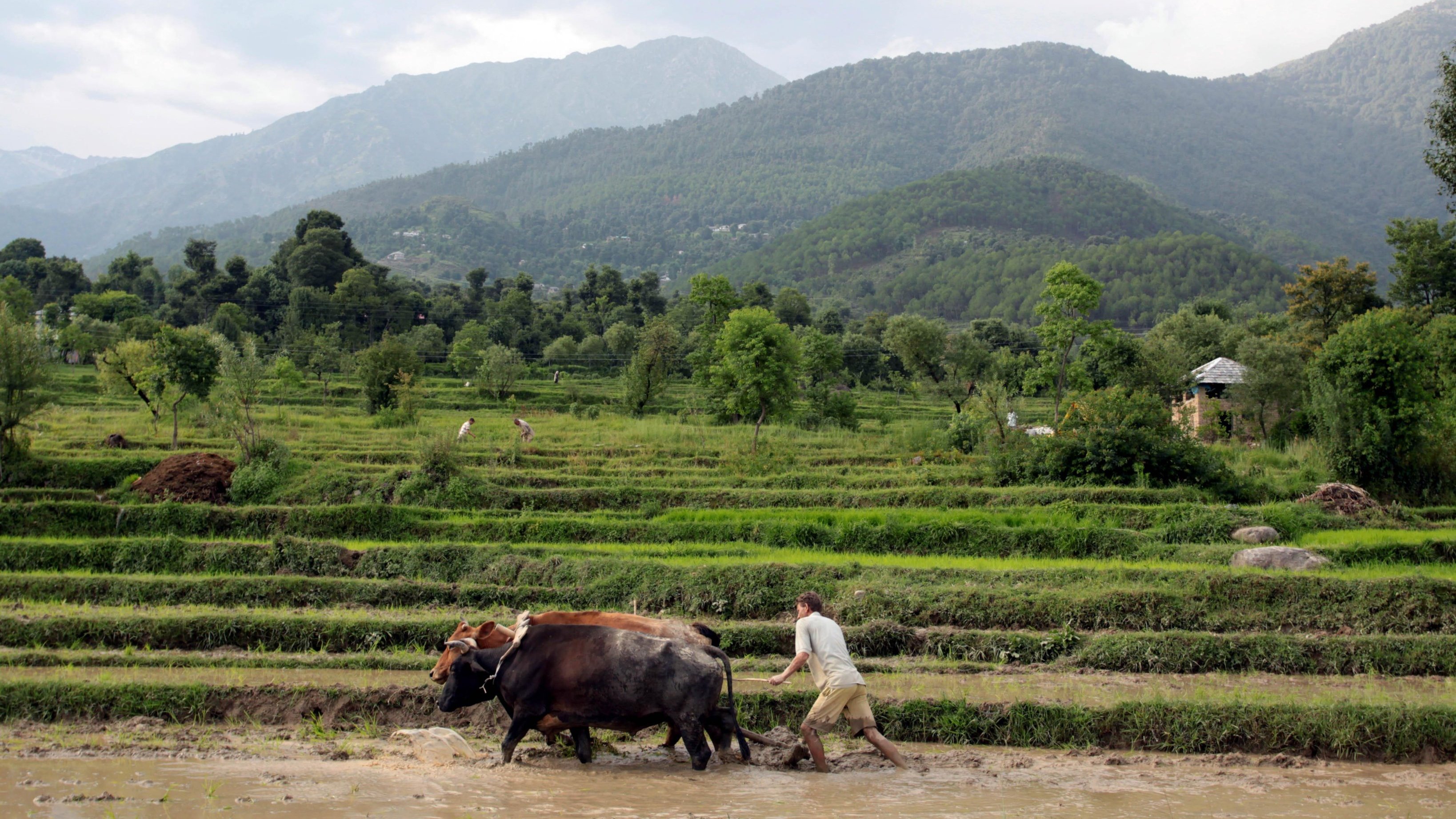 Budget 2020: Deaths doubled, not income, farmer slams Modi government 