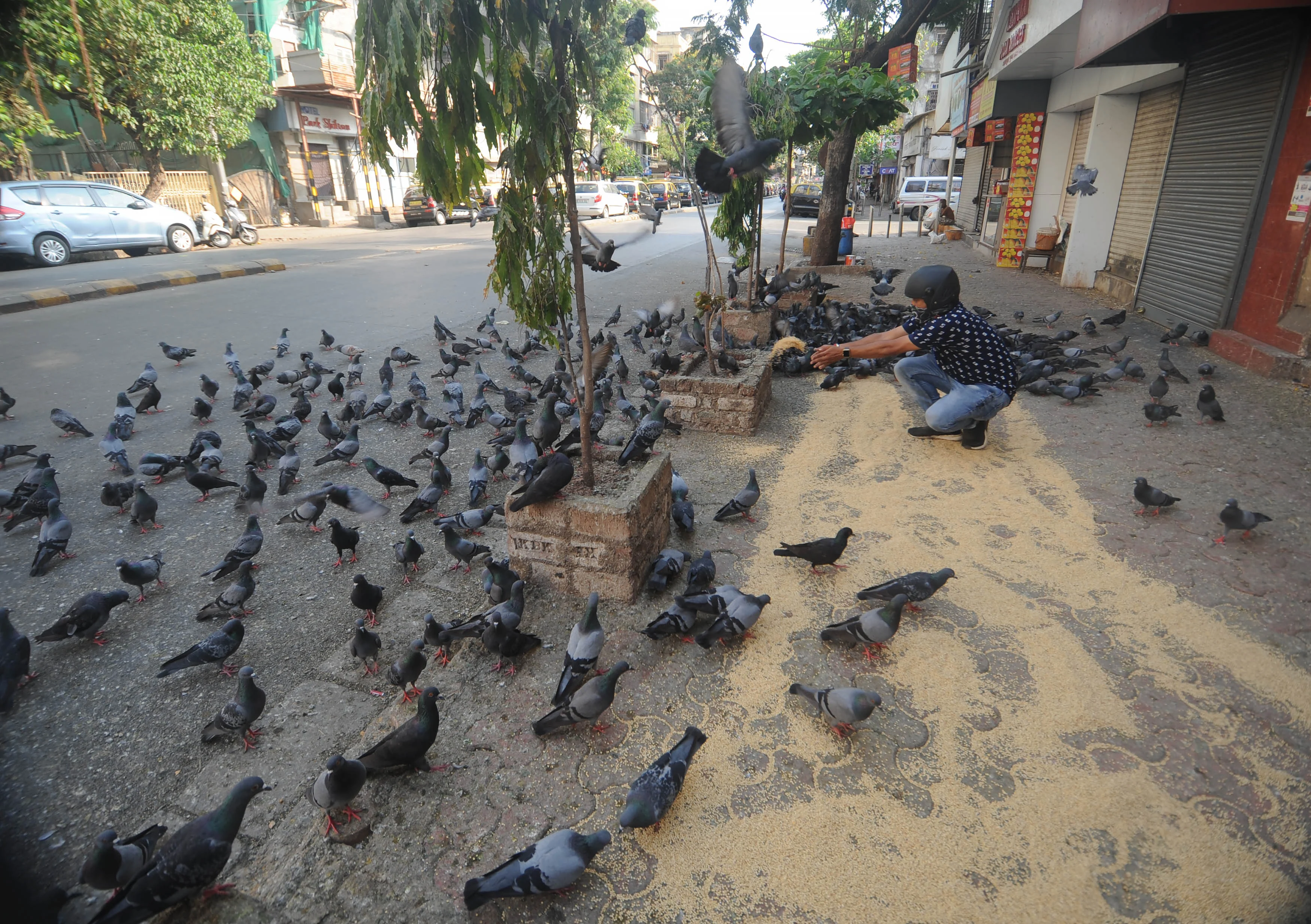 Man throwing pulses to feed pigeons.