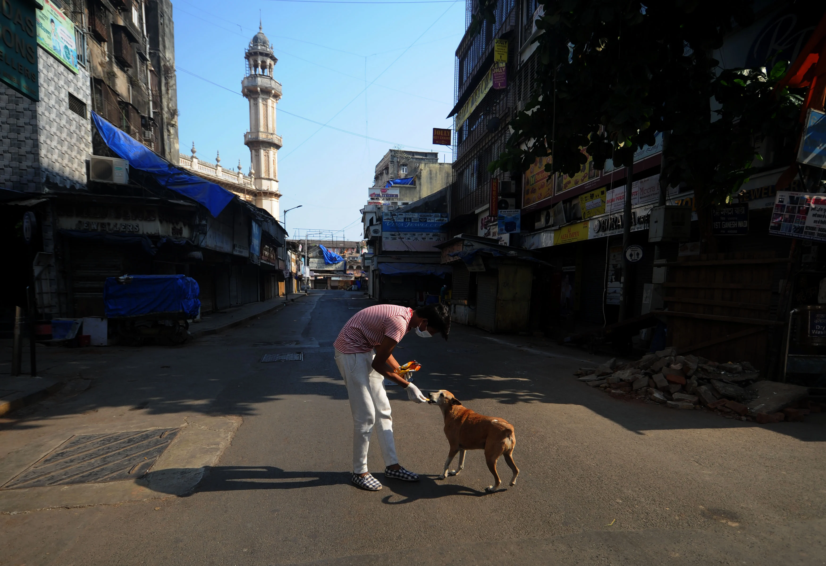 A boy feeds a strey dog.