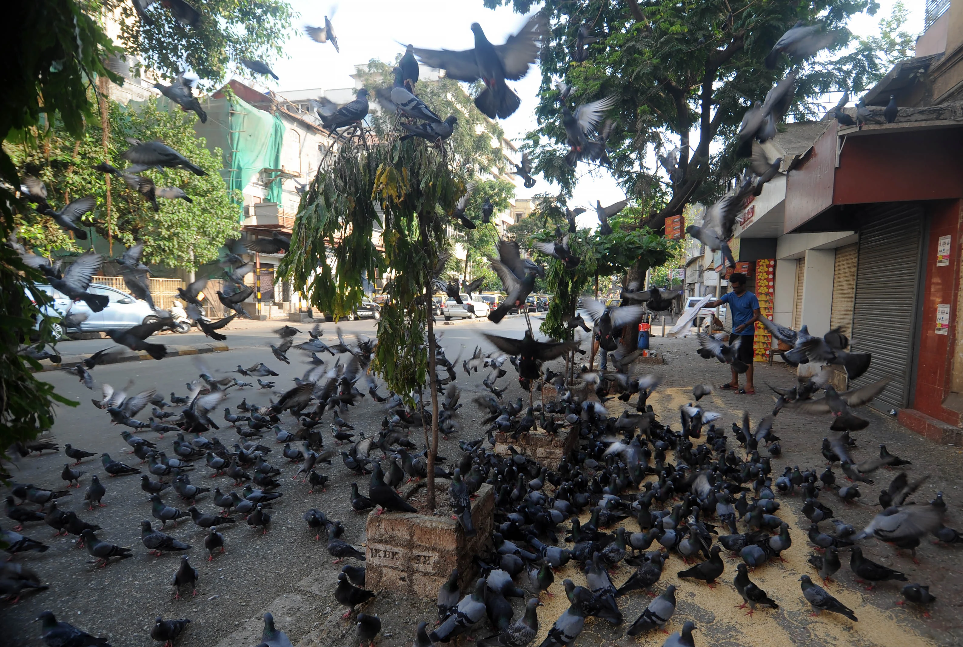 Man throwing pulses to feed pigeons.