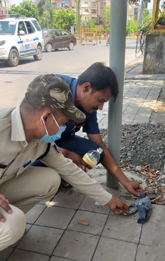 Indore: Police constable saves pigeon dying from thirst