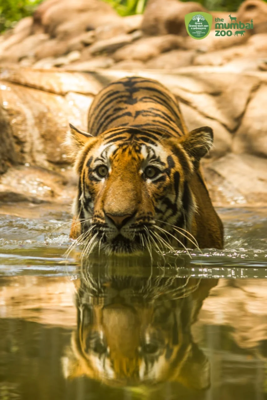 Watch: Majestic tiger Shakti is grace personified in first of its kind water enclosure in India