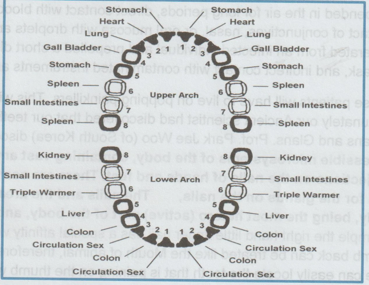Each tooth has a link to a vital body organ.