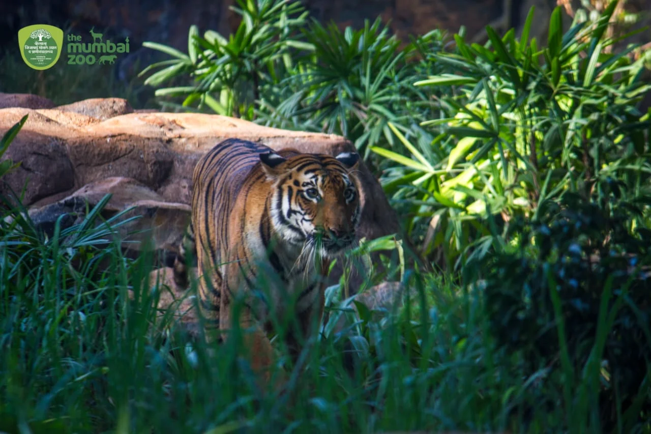Watch: Majestic tiger Shakti is grace personified in first of its kind water enclosure in India