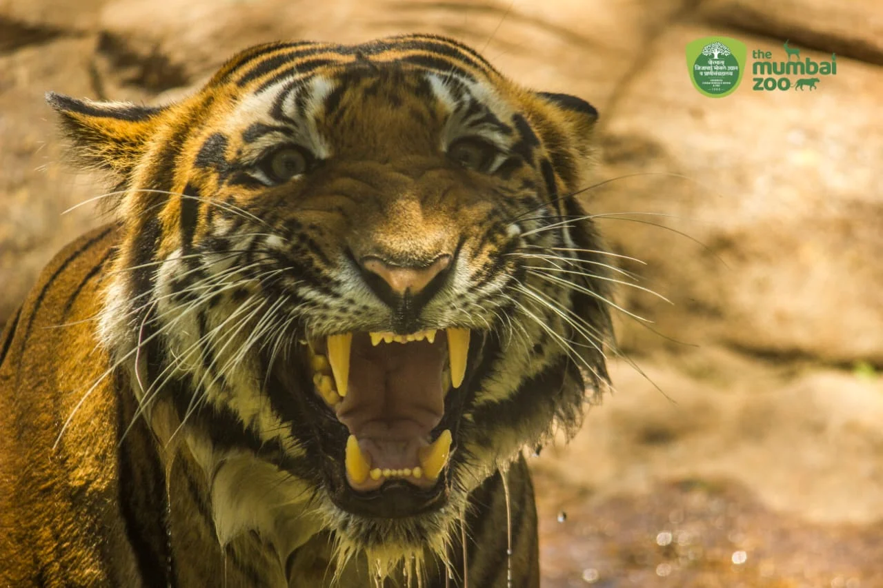 Watch: Majestic tiger Shakti is grace personified in first of its kind water enclosure in India