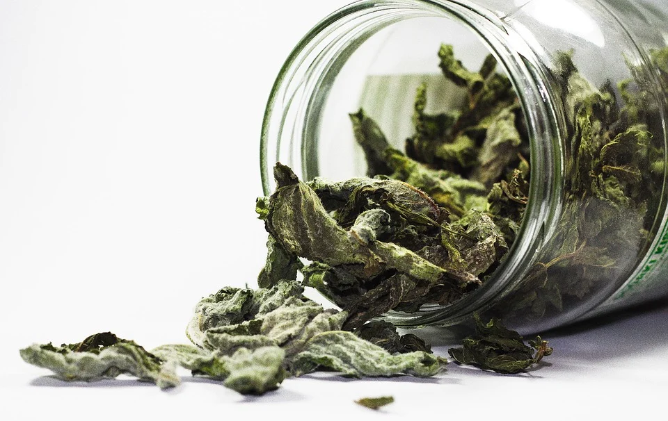Dried mint leaves